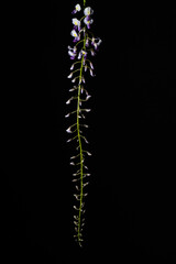 Wisteria flower on black background
