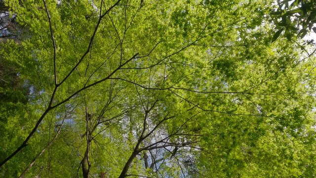 透過光の中でゆっくりと揺れる新緑のかえで