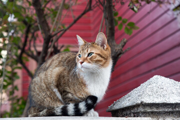 Outdoor shot of a Slanted eye stray cat in full body portrait, looking away with red wooden wall and some trees behind.