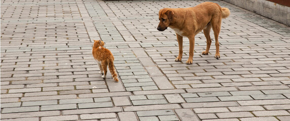 A tabby cat and a tabby dog stare at each other threateningly, outdoors on stone pavement.