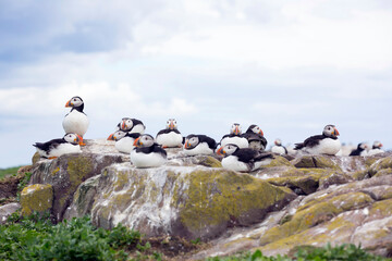 Puffins on the Farne Islands, England.