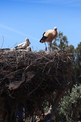 Portugal stork nest in Algarve region