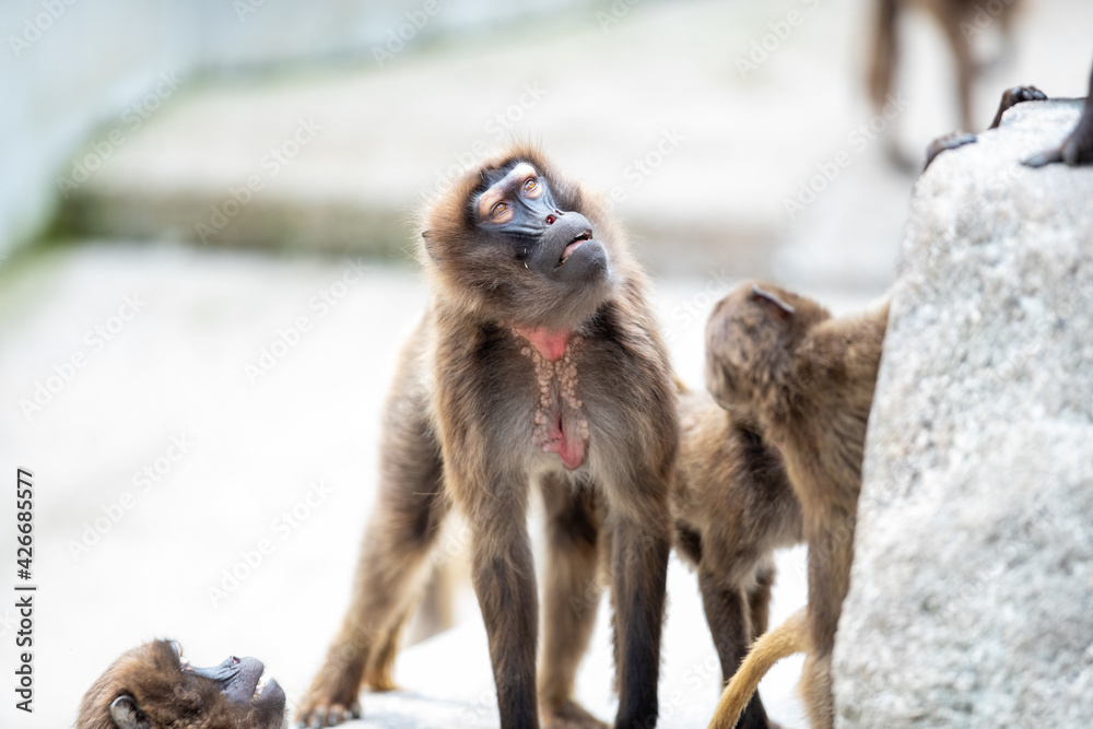 Sticker Selective focus shot of a cute monkey in a zoo