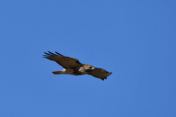 Fototapeta na wymiar Red Tailed hawk in flight with wings spread