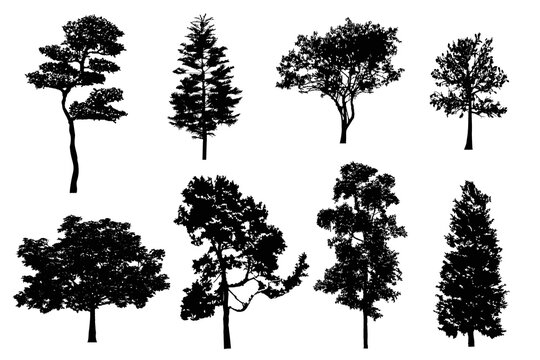 Detailed tree silhouettes. Set of black trees in   silhouettes isolated on white background. Collection of different shapes forest trees. Vector illustration EPS10