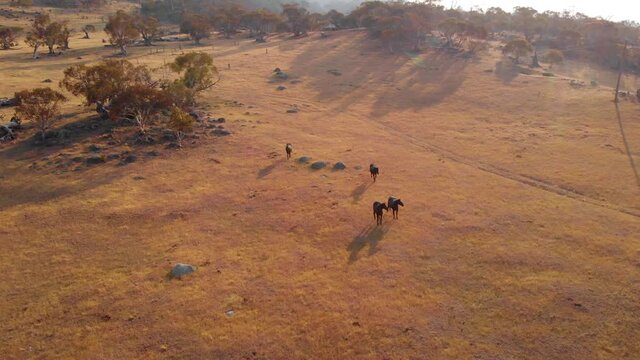 Aerial view of wild horses, the Brumby, walking around in dry nature, in Crackenback, Australia - reverse, drone shot