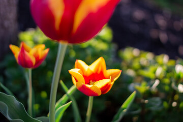 Yellow-red tulip blooms on a flower bed against a background of black earth on a summer sunny day