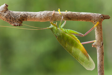 Big Green Grasshoppers on Nature