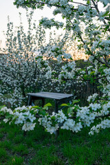 Sunset in a blooming spring garden. Blooming apple trees