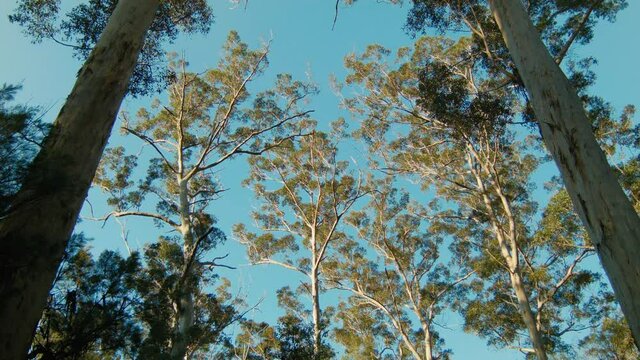 Looking up at tall Karri trees in the Gloucester National Park near Pemberton, Western Australia.