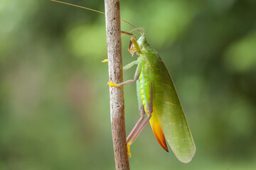 Big Green Grasshoppers on Nature