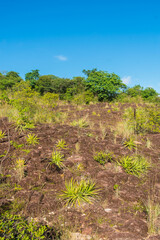 Fototapeta na wymiar Sertao landscape - Macambira (Encholirium Spectabile) a type of bromelia endemic from Brazil in the countryside of Oeiras, Piaui (Northeast Brazil)
