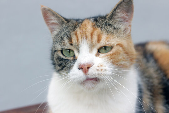 Close up portrait of a real grumpy calico cat with a natural fretful facial expression