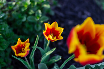 Yellow-red tulip blooms on a flower bed against a background of black earth on a summer sunny day