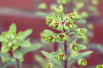 Lime green flowers of Euphorbia 'Ascot Rainbow'