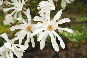 White flowers of the Magnolia stellata 'Ballerina', or star magnolia tree in flower