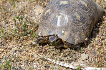 Tortoise close-up crawling on dry land