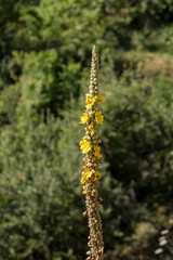 A tall, medicinal plant (Verbascum phlomoides) with yellow flowers close-up