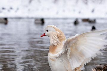 Male white mandarin ducks albino flapping its wings close to lake in winter
