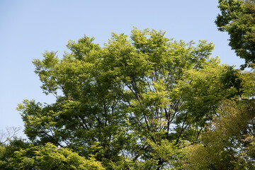 里山 森 林 雑木林 武蔵野 春