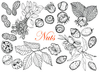 Walnut, peanut, almond and hazelnut.Nuts and leaves. Hand drawn. Stock black white drawing. Isolated on white background. Vector. Sketch. For packaging and labeling of nut products.