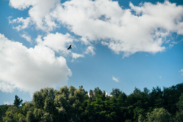 Obraz premium Beautiful bird flying in blue sky with clouds over green deciduous forest