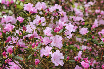 Purple Californian Rhododendron Emasculum in flower
