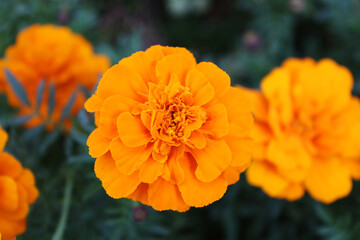 orange marigold flower