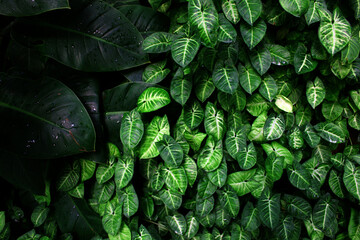 Fototapeta premium Anthurium. close up of green leaves