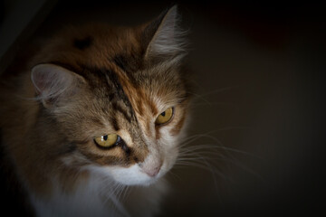 Calico cat's head portrait with dark vignetting, high angle view close up.