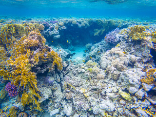 Fototapeta na wymiar Colorful corals and fishes in Red Sea near Safaga town in Egypt