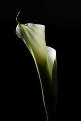 Calla Lily close up on black background. Macro Photography