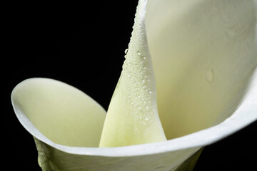 Calla Lily close up on black background. Macro Photography