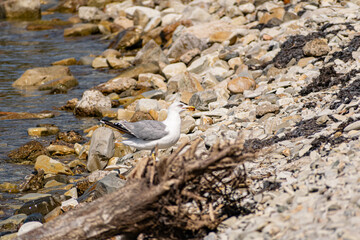 The nimble and fast black sea gull catches fish in the black sea, diving into the water from a height and takes out its prey with its beak to feast on
