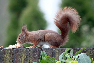 Red squirrel eats nuts, Münster. Endangered species. Save the planet.