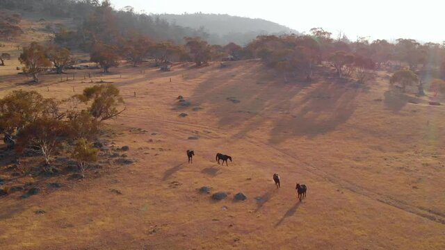 Aerial view of wild horses, grazing in dry nature, sunny evening - tilt, drone shot