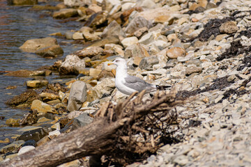 The nimble and fast black sea gull catches fish in the black sea, diving into the water from a height and takes out its prey with its beak to feast on