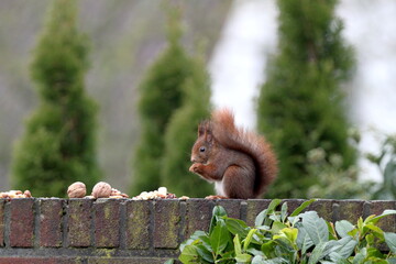 Red squirrel on the fence in Germany, Münster. Endangered species. Save the planet.