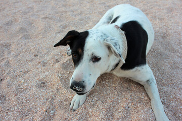 Cute black and white street dog with smart eyes and funny sandy nose on the beach
