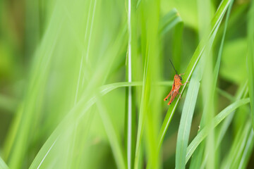 insect on a leaf