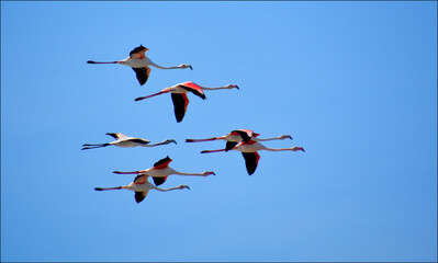 Flamingos in Cyprus