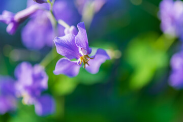 Fototapeta na wymiar マクロ撮影した紫色の花びら（ムラサキハナナ）