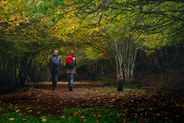 Dos personas de espaldas paseando en un frondoso bosque de hayas en otoño