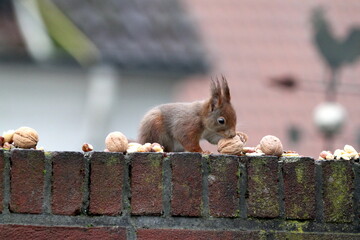 Red squirrel on the fence in Germany, M&uuml;nster. Endangered species. Nuts. Walnut. Save the planet.