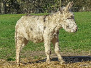 portrait of a beautiful donkey