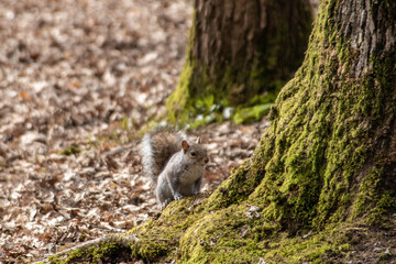 pretty squirrel sitting in the woodland