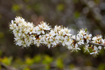 beautiful blackthorn blossom a sign of spring