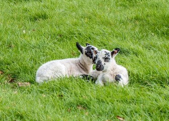 cute black and white lambs enjoying the spring sunshine