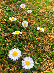 daisies in the grass