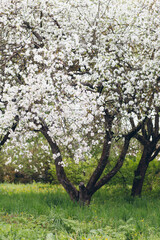 Blooming tree in a spring apple orchard